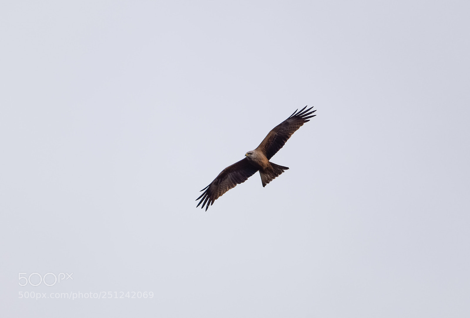 Nikon D7200 sample photo. 'black kite milvus migrans photography