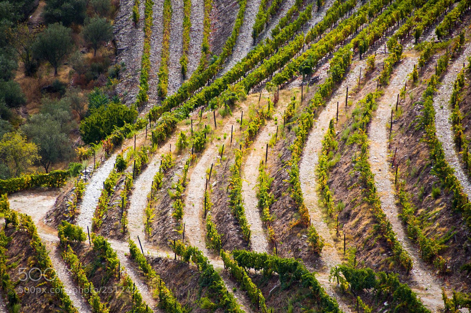 Nikon D40 sample photo. Sunny vineyards photography