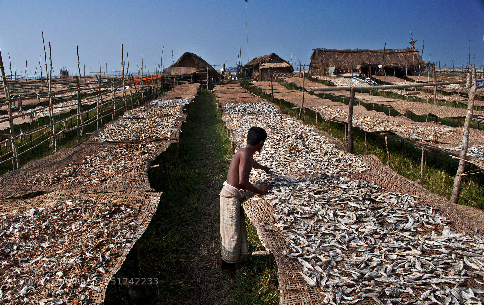 Nikon D90 sample photo. Dublar char dried fish photography