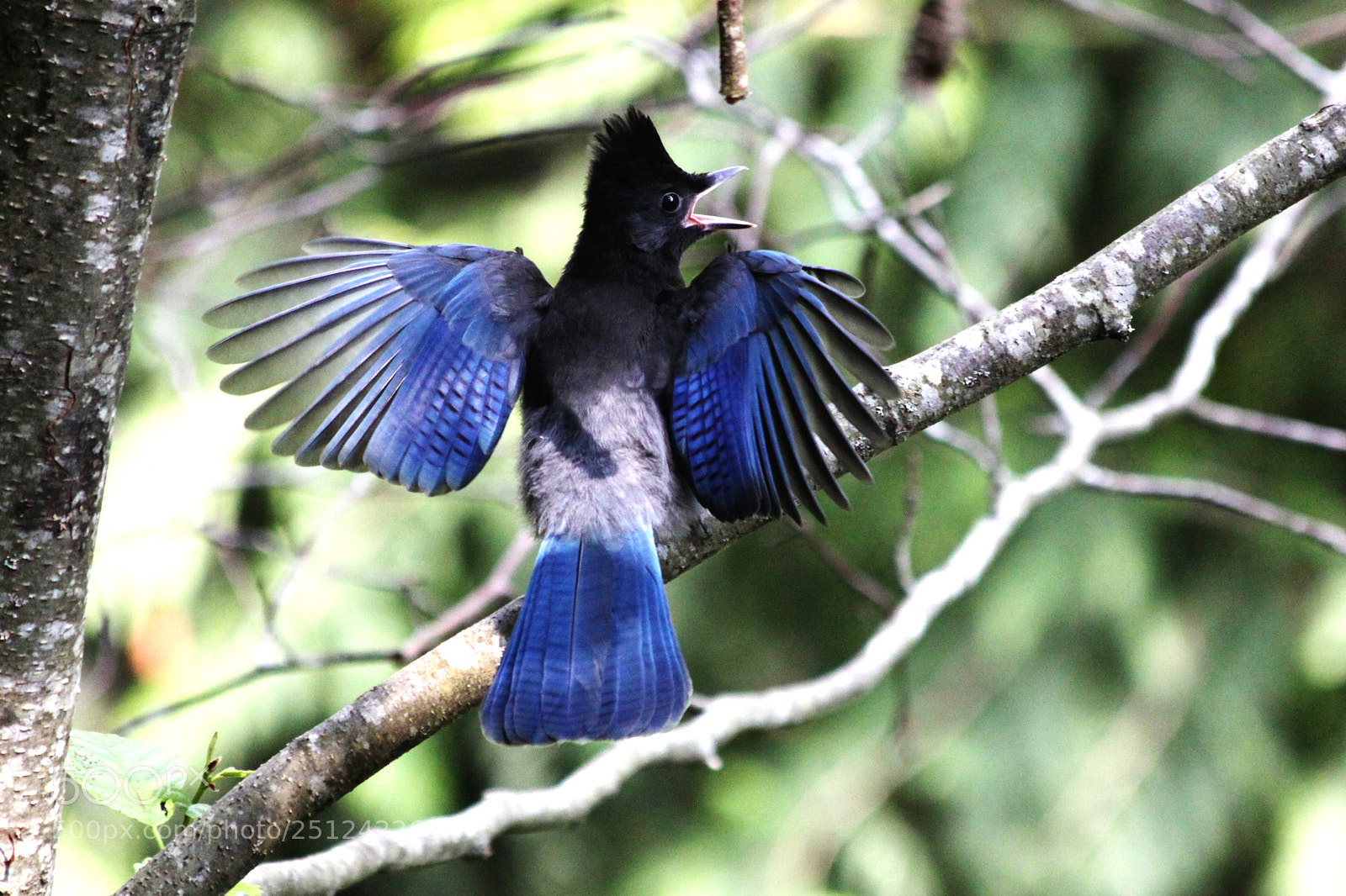 Canon EOS 50D sample photo. Look at my wings photography