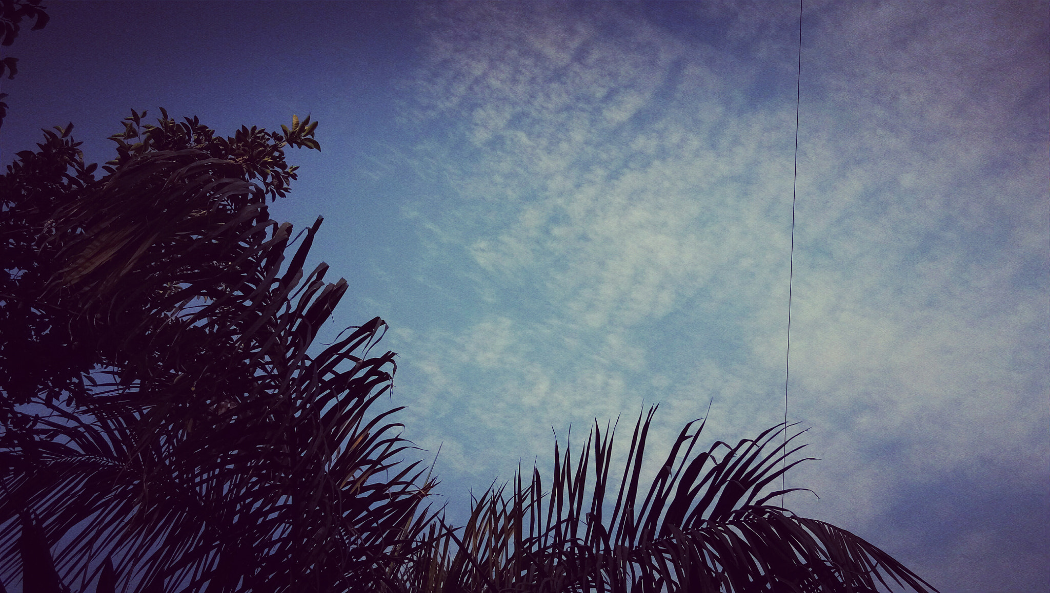 vivo 1601 sample photo