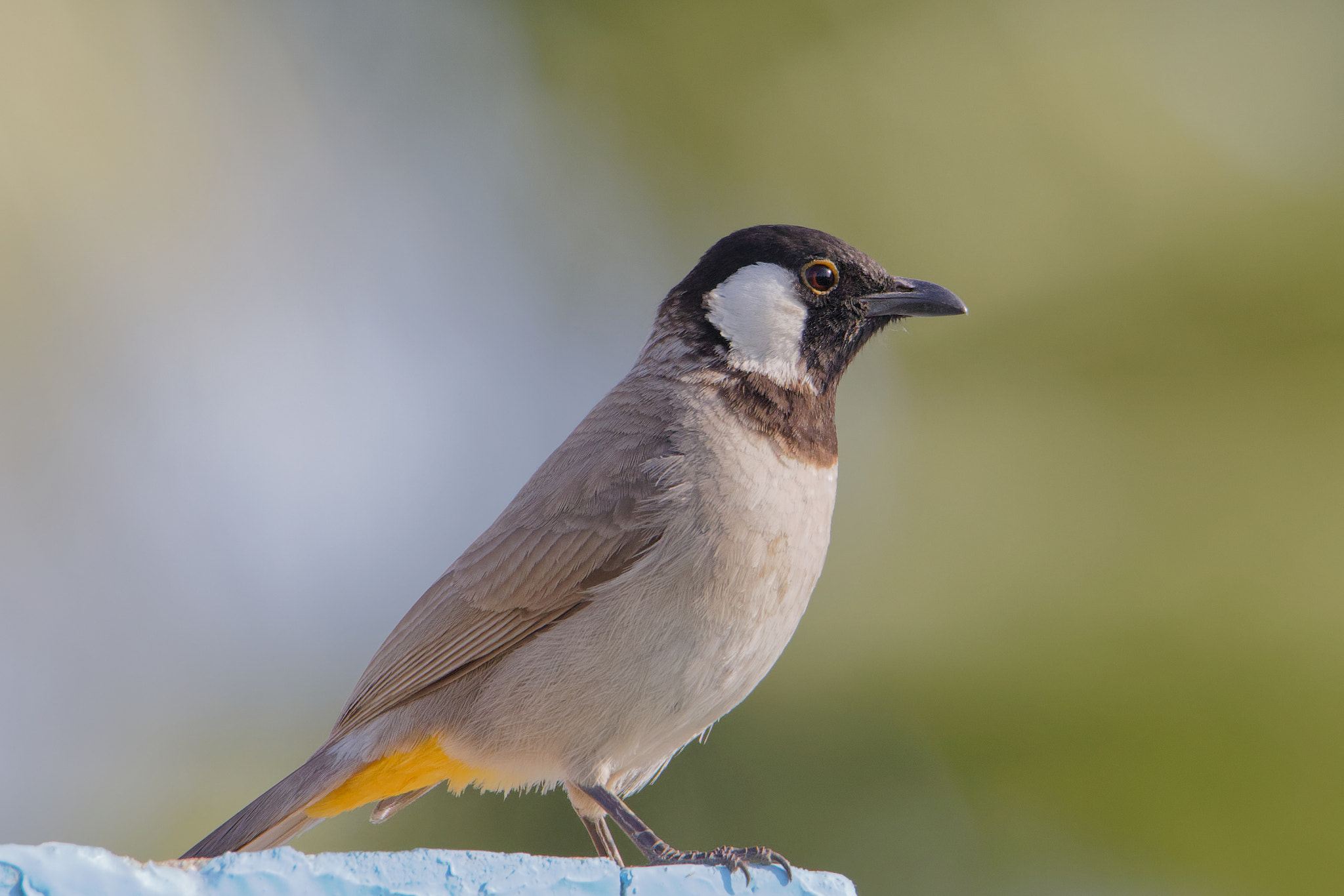 Canon EOS 5D Mark IV sample photo. Shooting randomly: white eared bulbul photography