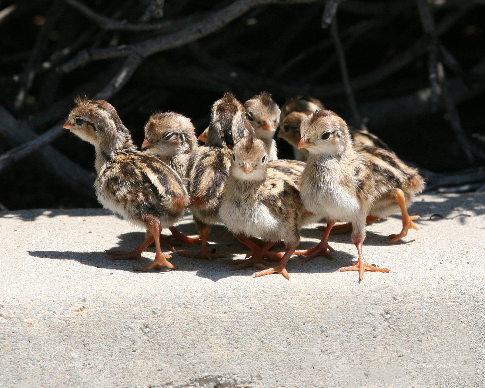 Canon EOS 5D sample photo. California quail chick's photography