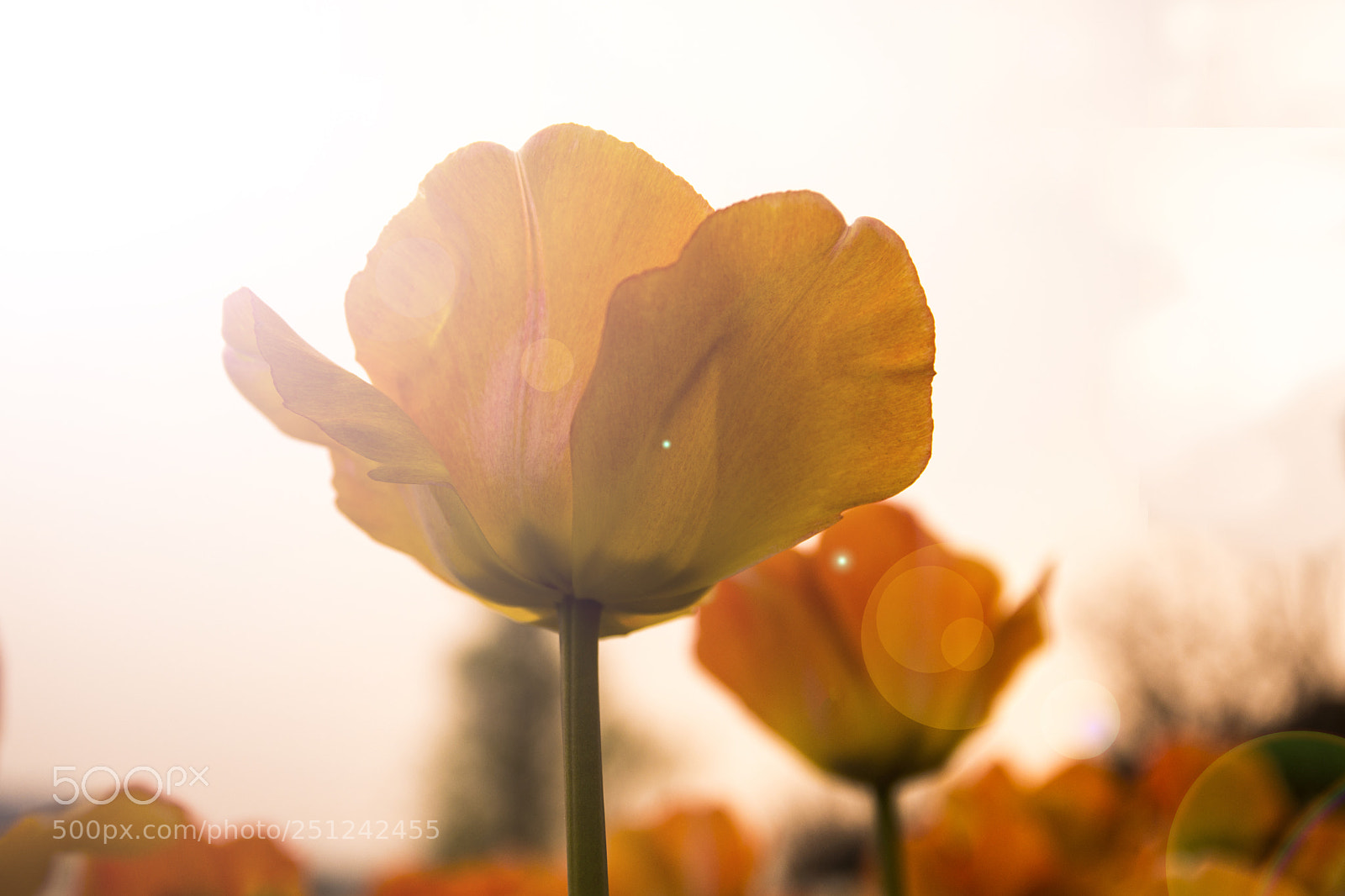 Nikon D7200 sample photo. Untitled photography