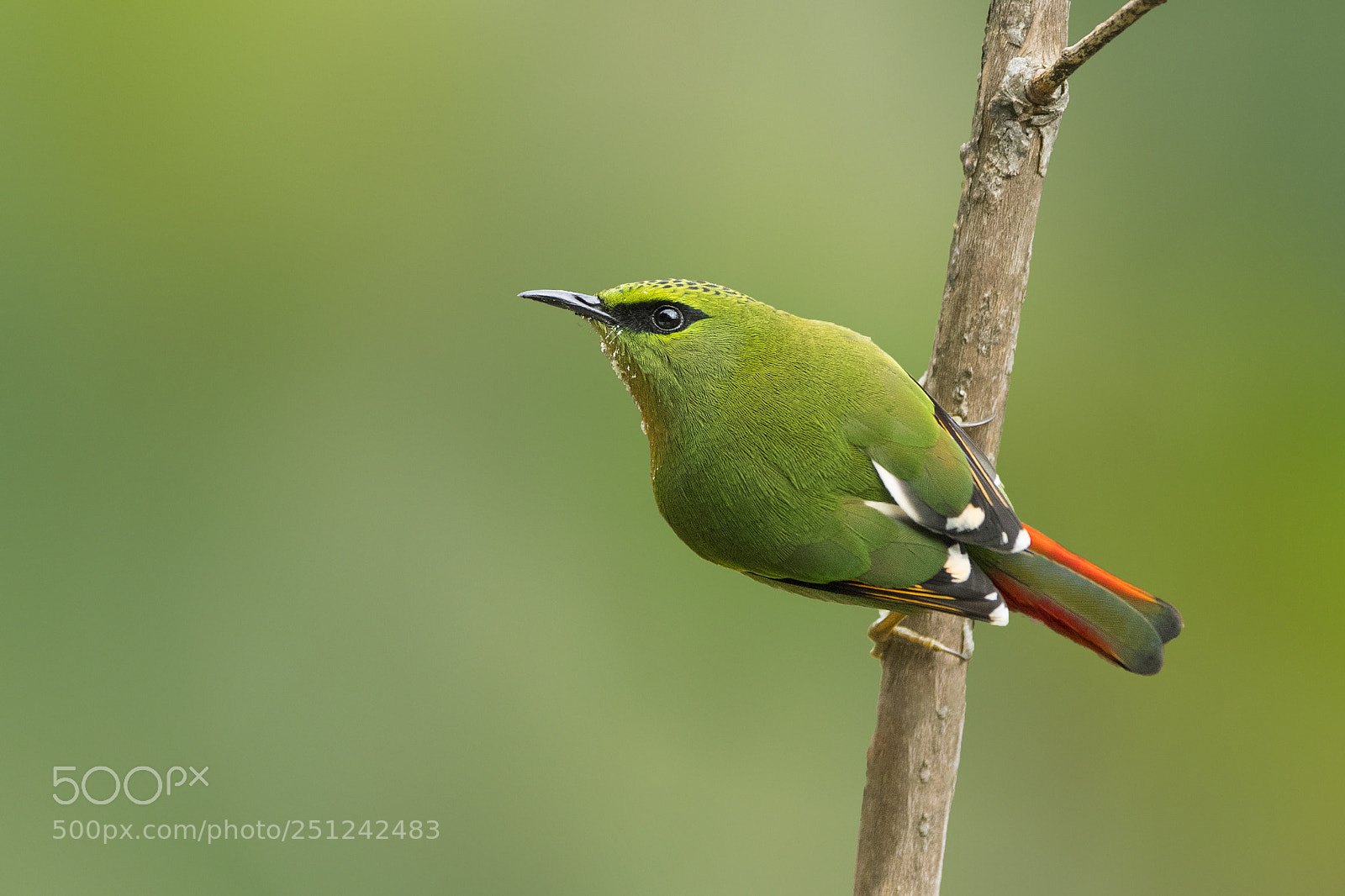 Nikon D5 sample photo. Fire-tailed myzornis photography