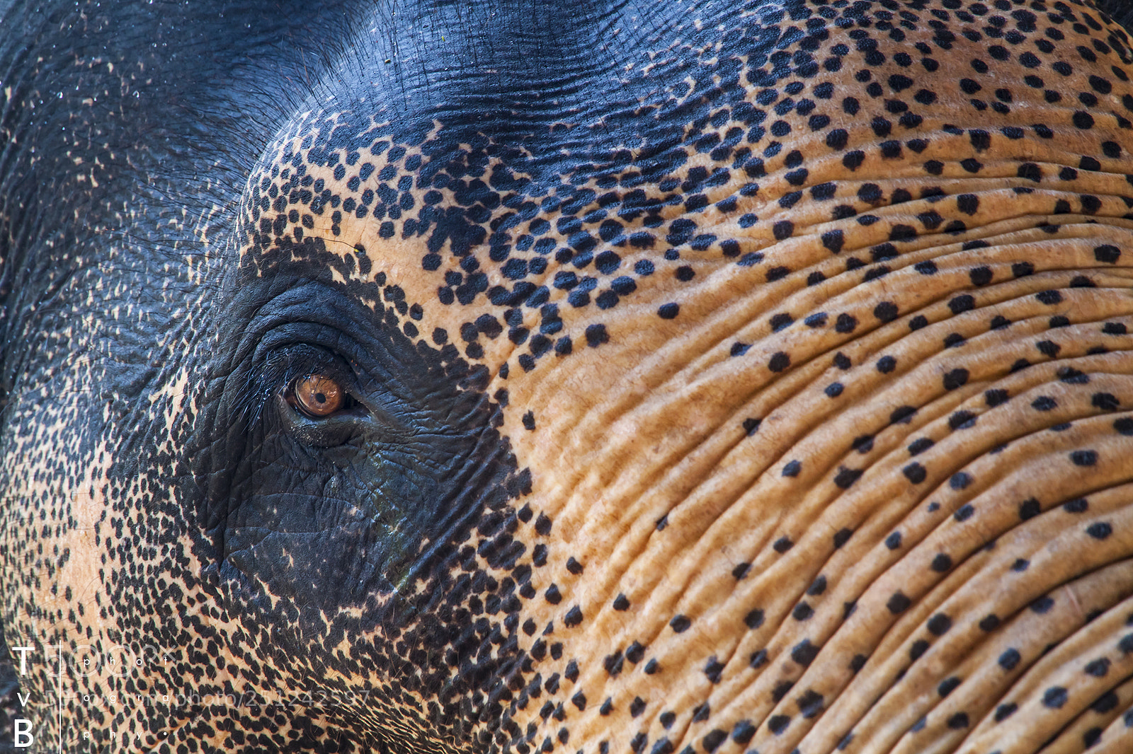 Canon EOS 500D (EOS Rebel T1i / EOS Kiss X3) sample photo. Elephants eye photography