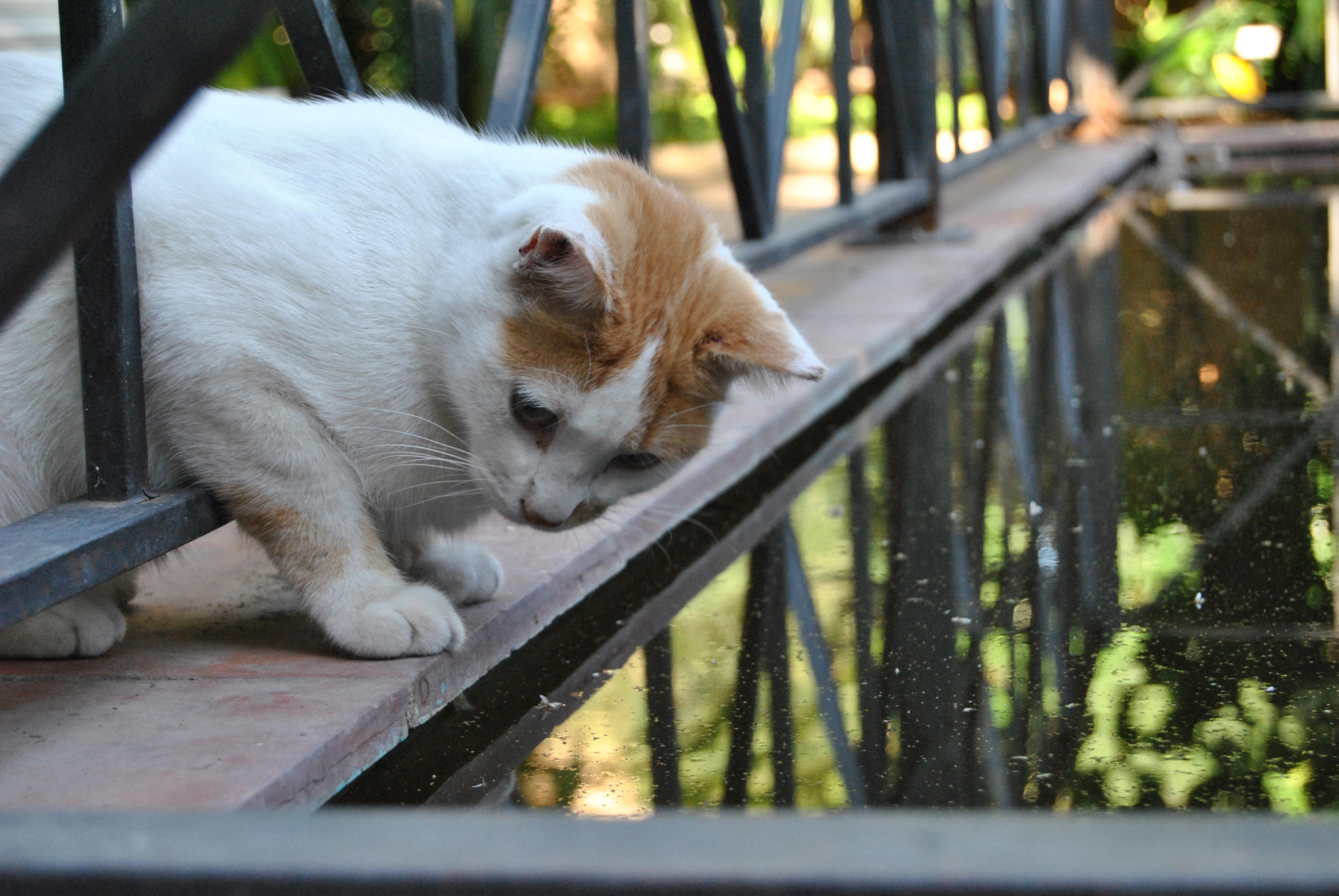 Nikon D3000 sample photo. 92.jpg photography
