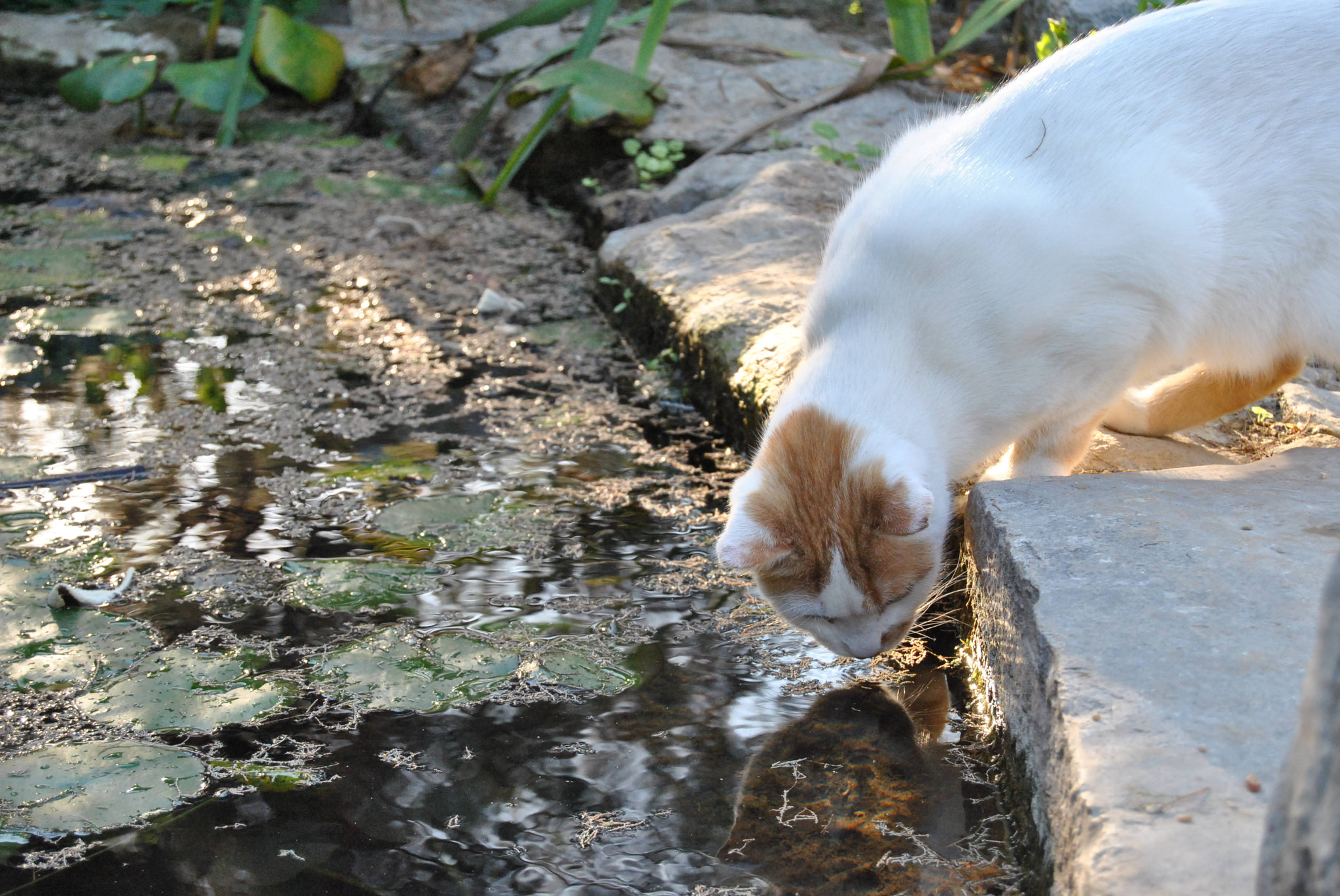 Nikon D3000 sample photo. 94.jpg photography