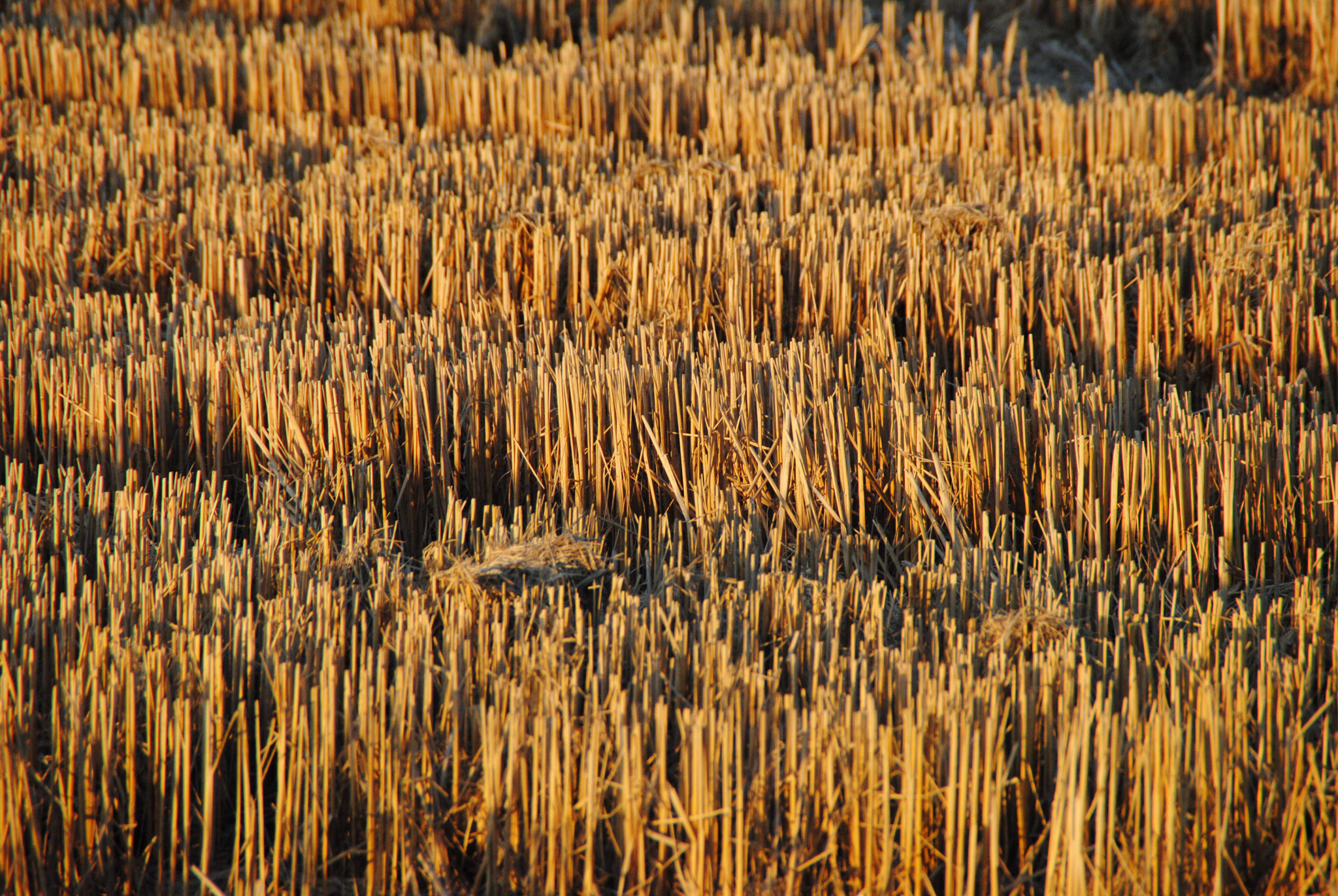 Nikon D3000 sample photo. 95.jpg photography