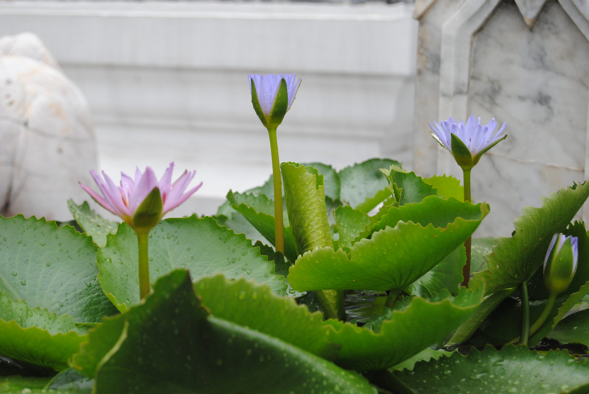 Nikon D3000 sample photo. 97.jpg photography