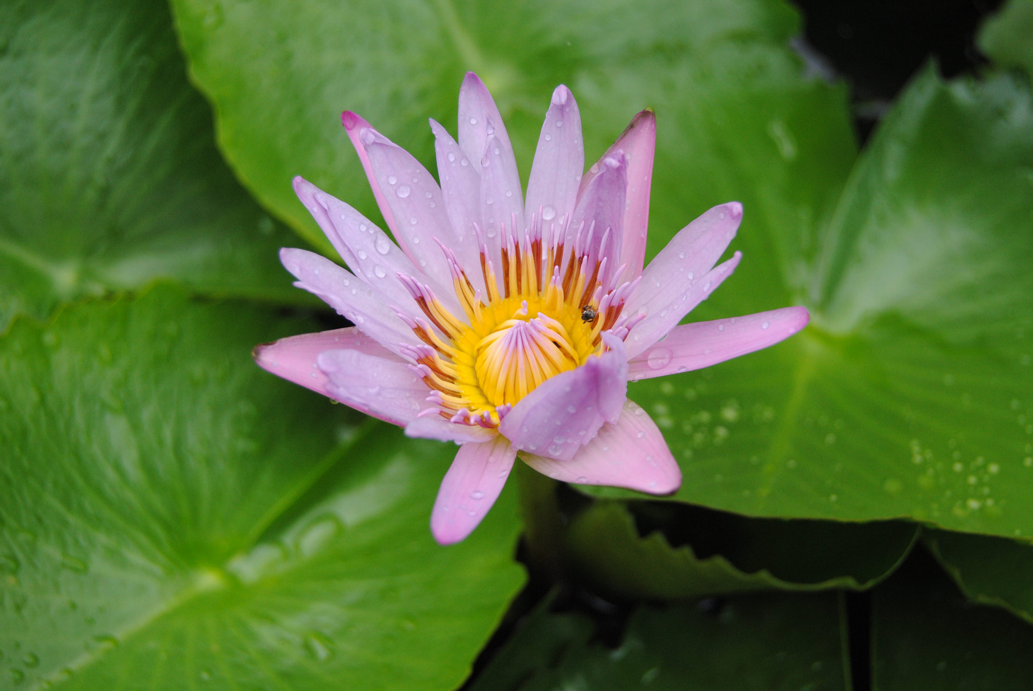 Nikon D3000 sample photo. 98.jpg photography