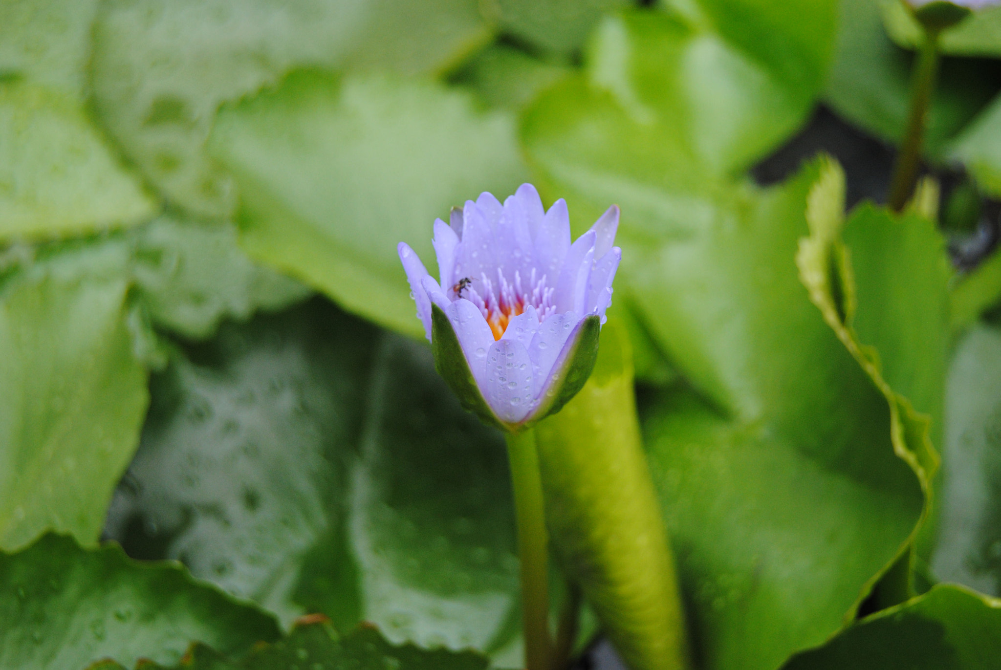 Nikon D3000 sample photo. 99.jpg photography