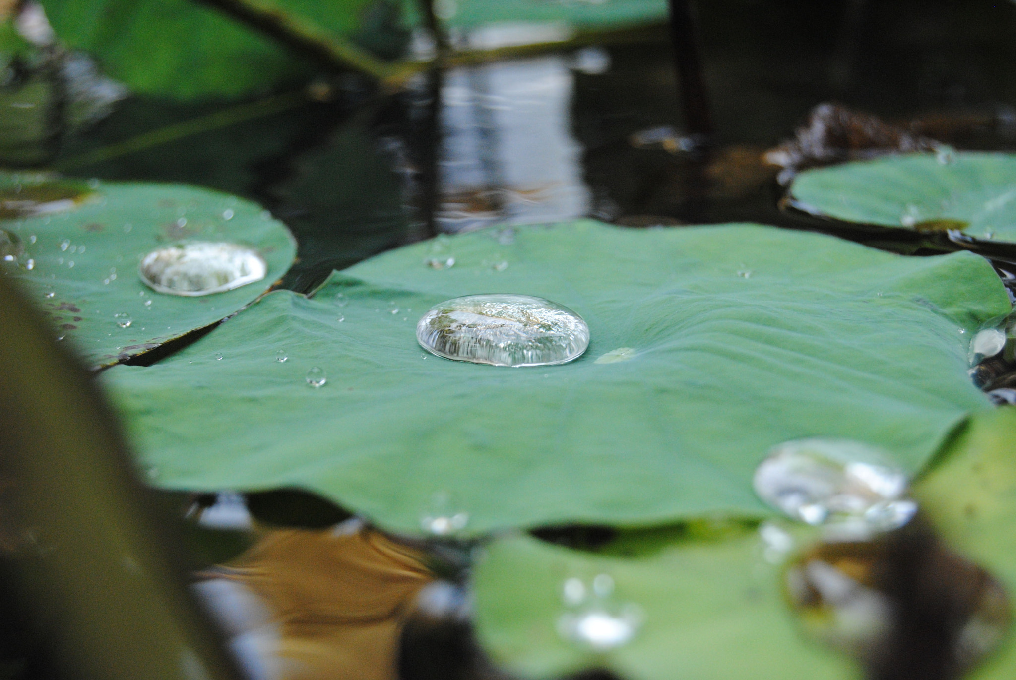 Nikon D3000 sample photo. 100.jpg photography