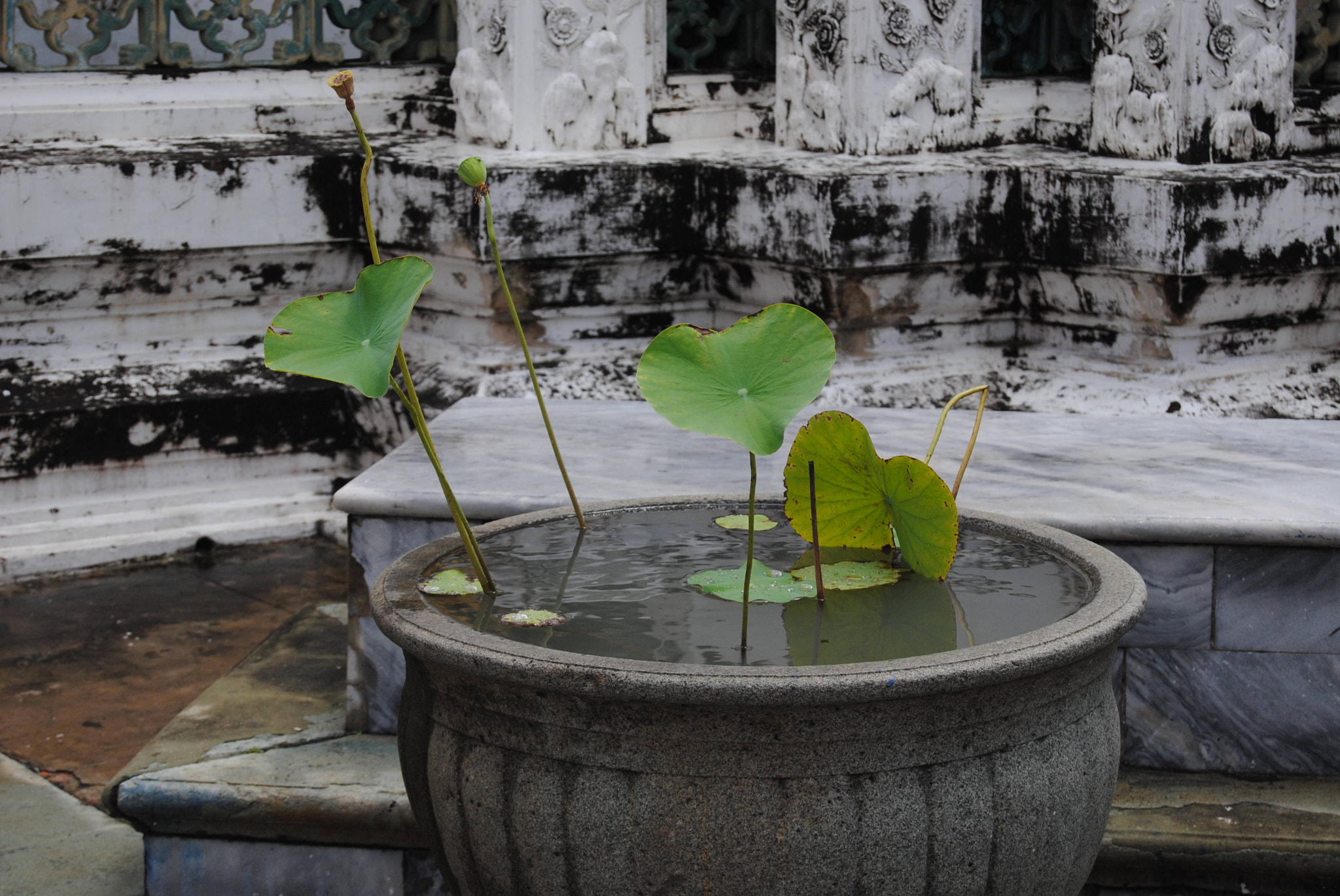 Nikon D3000 sample photo. 101.jpg photography