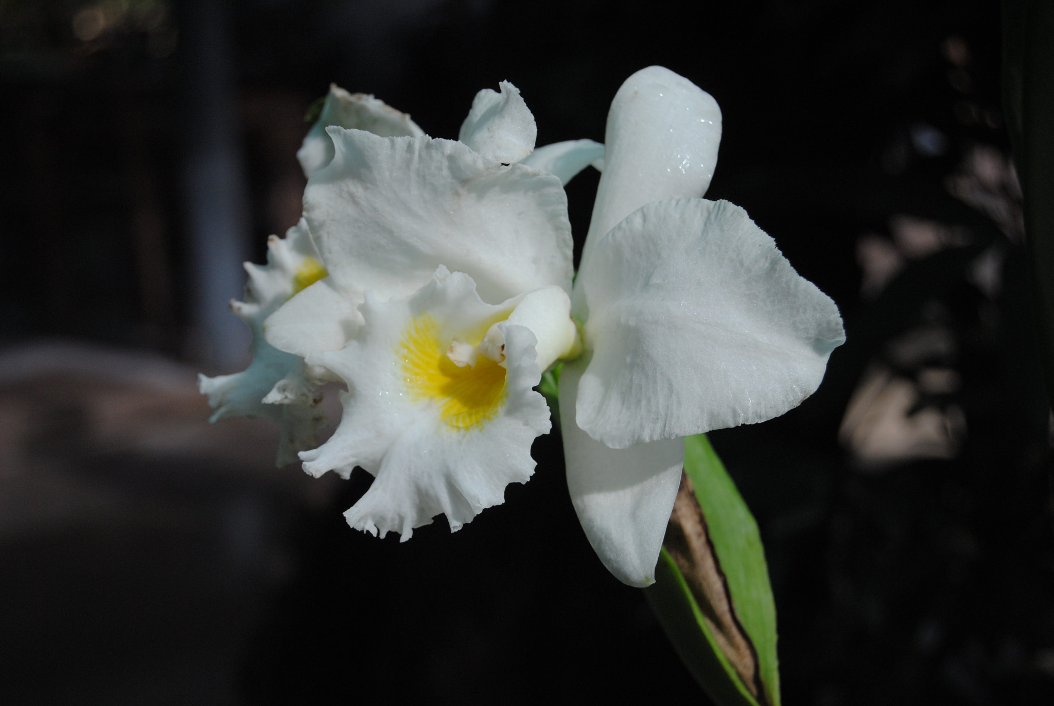 Nikon D3000 sample photo. 102.jpg photography