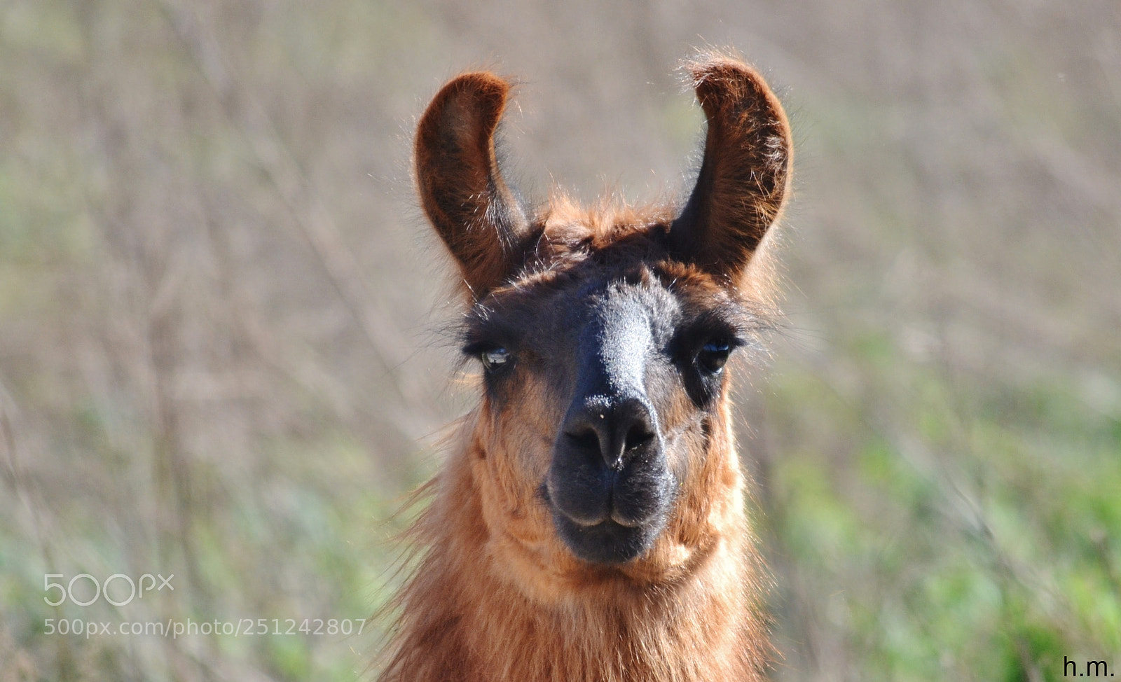 Nikon D3100 sample photo. Adfo photography