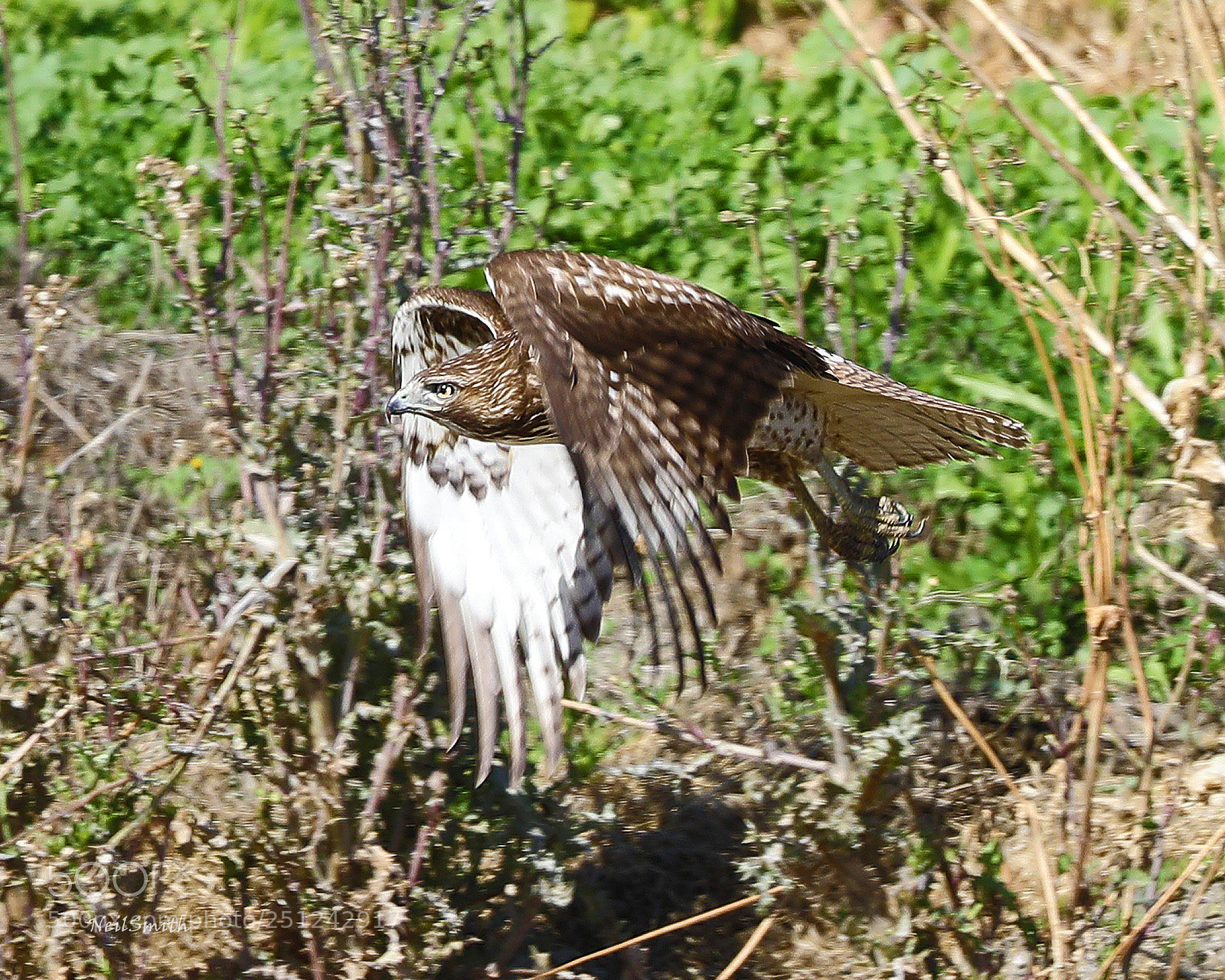 Canon EOS 5D Mark IV sample photo. Cooper's hawk on the photography
