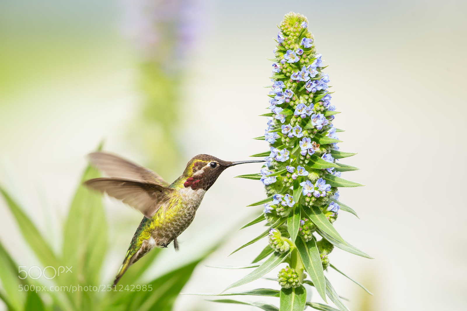 Canon EOS-1D X sample photo. Male anna's hummingbird photography