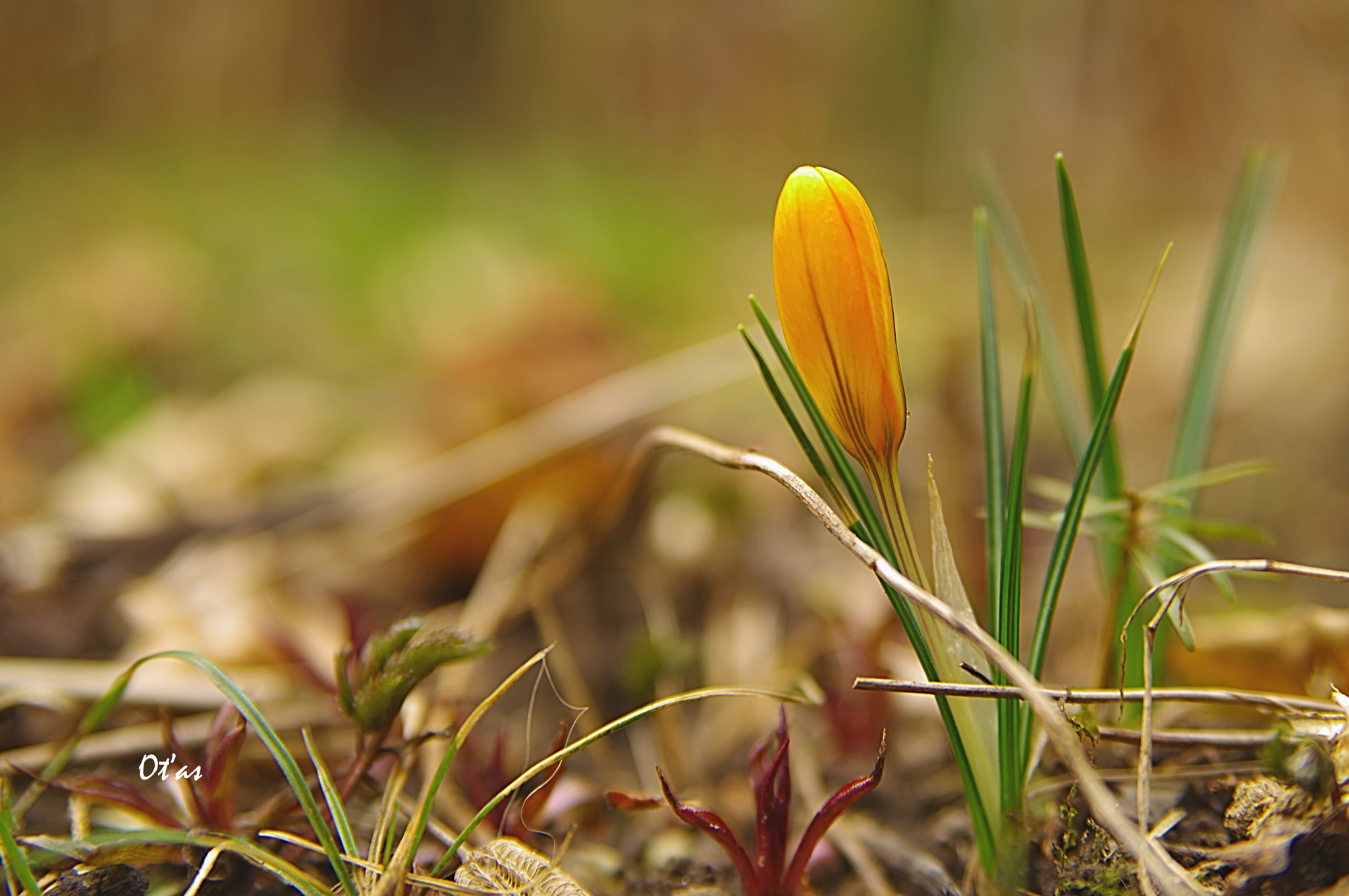Pentax K-1 sample photo. Crocus - bud iii photography