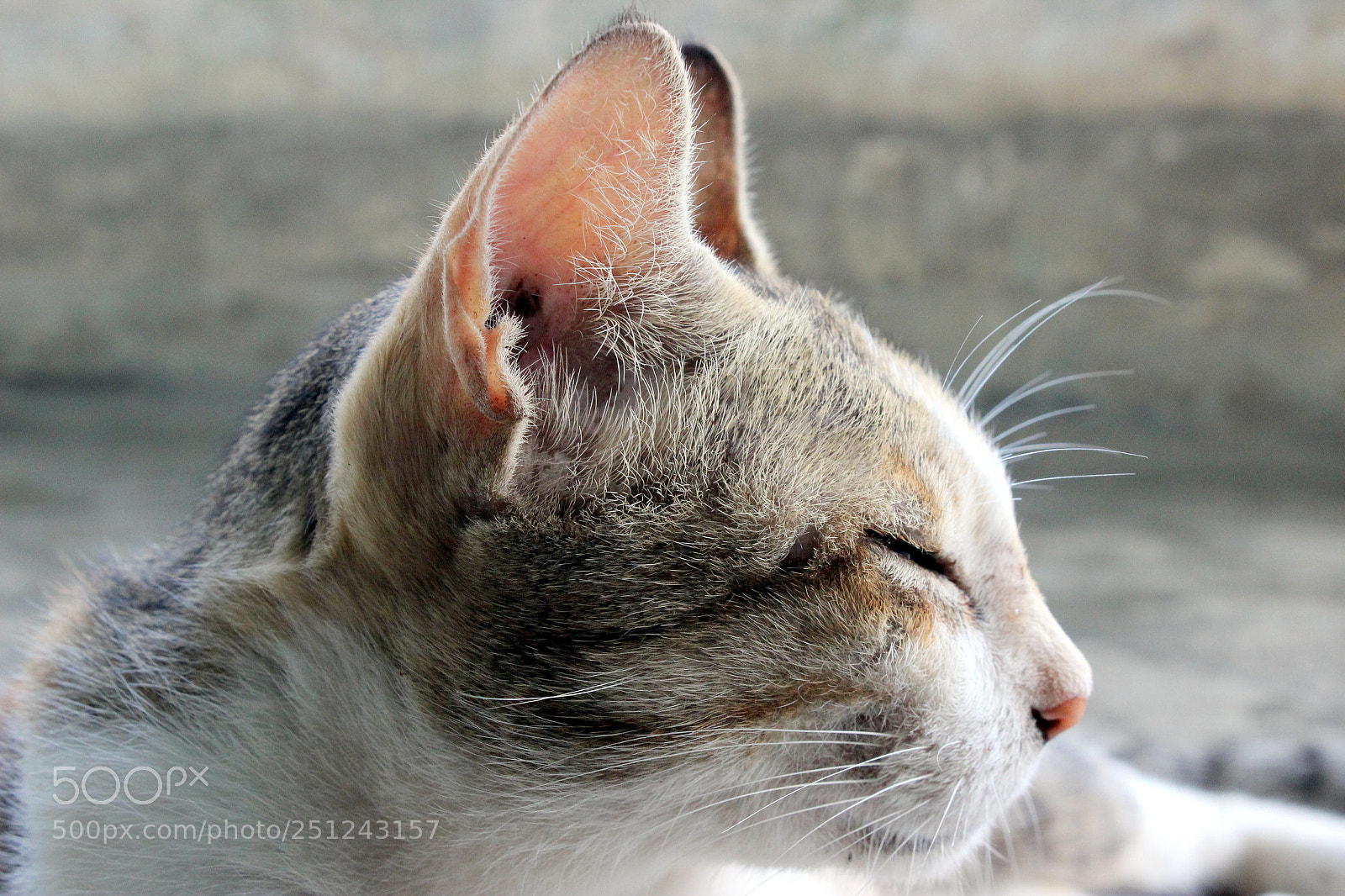 Canon EOS 600D (Rebel EOS T3i / EOS Kiss X5) sample photo. Pets photography