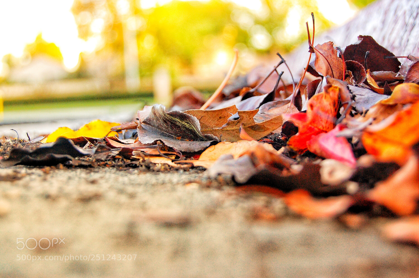 Nikon D40 sample photo. Just fall photography