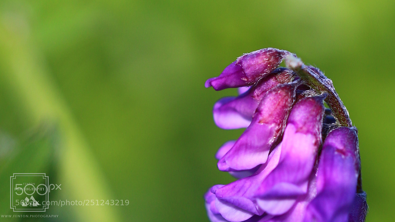 Canon EOS 70D sample photo. Purple vetch macro photography