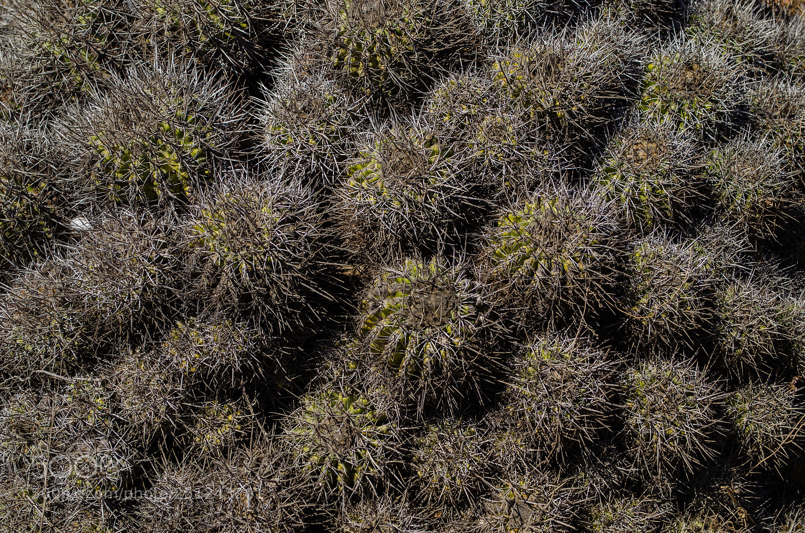 Nikon D5100 sample photo. Copado photography