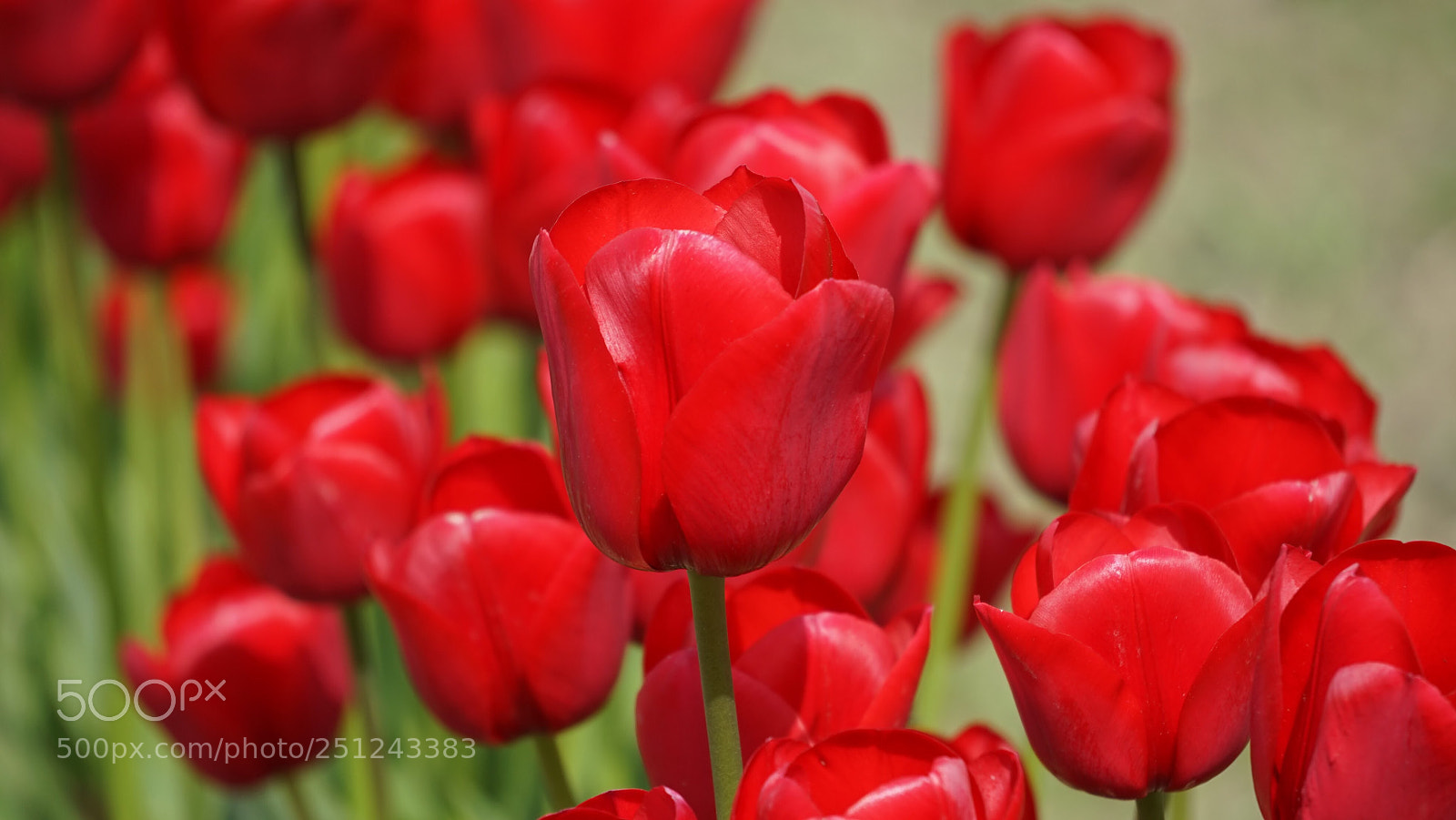 Sony a7 sample photo. Reds photography