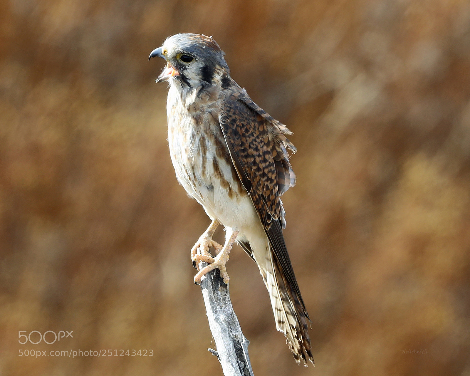 Canon EOS 5D Mark IV sample photo. Kestrel falcon photography