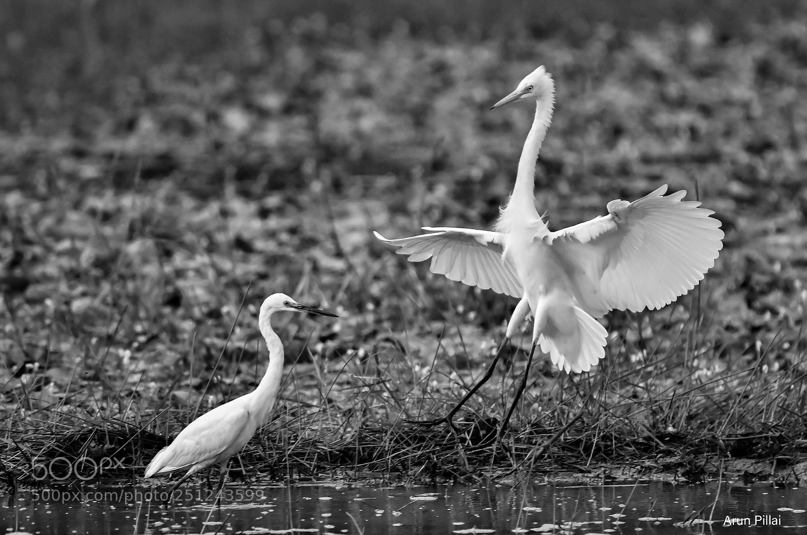Nikon D500 sample photo. Here comes the big photography