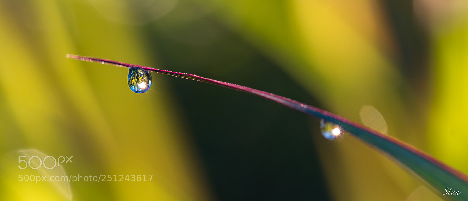 Canon EOS 80D sample photo. Reveil forcé photography