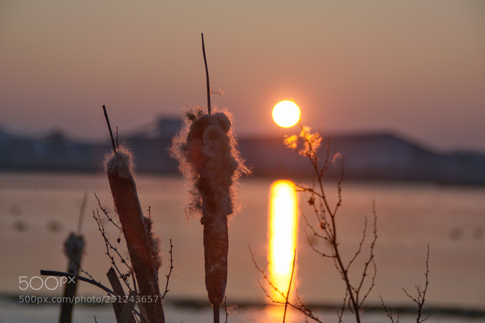 Nikon D3300 sample photo. Morgenstund hat gold im photography