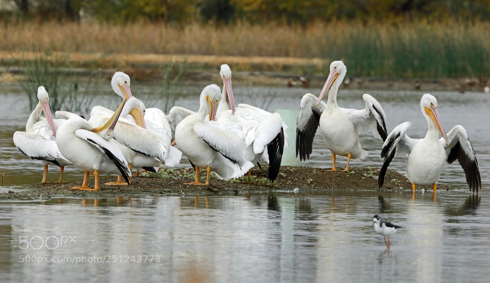 Canon EOS 5D Mark IV sample photo. American white pelicans photography