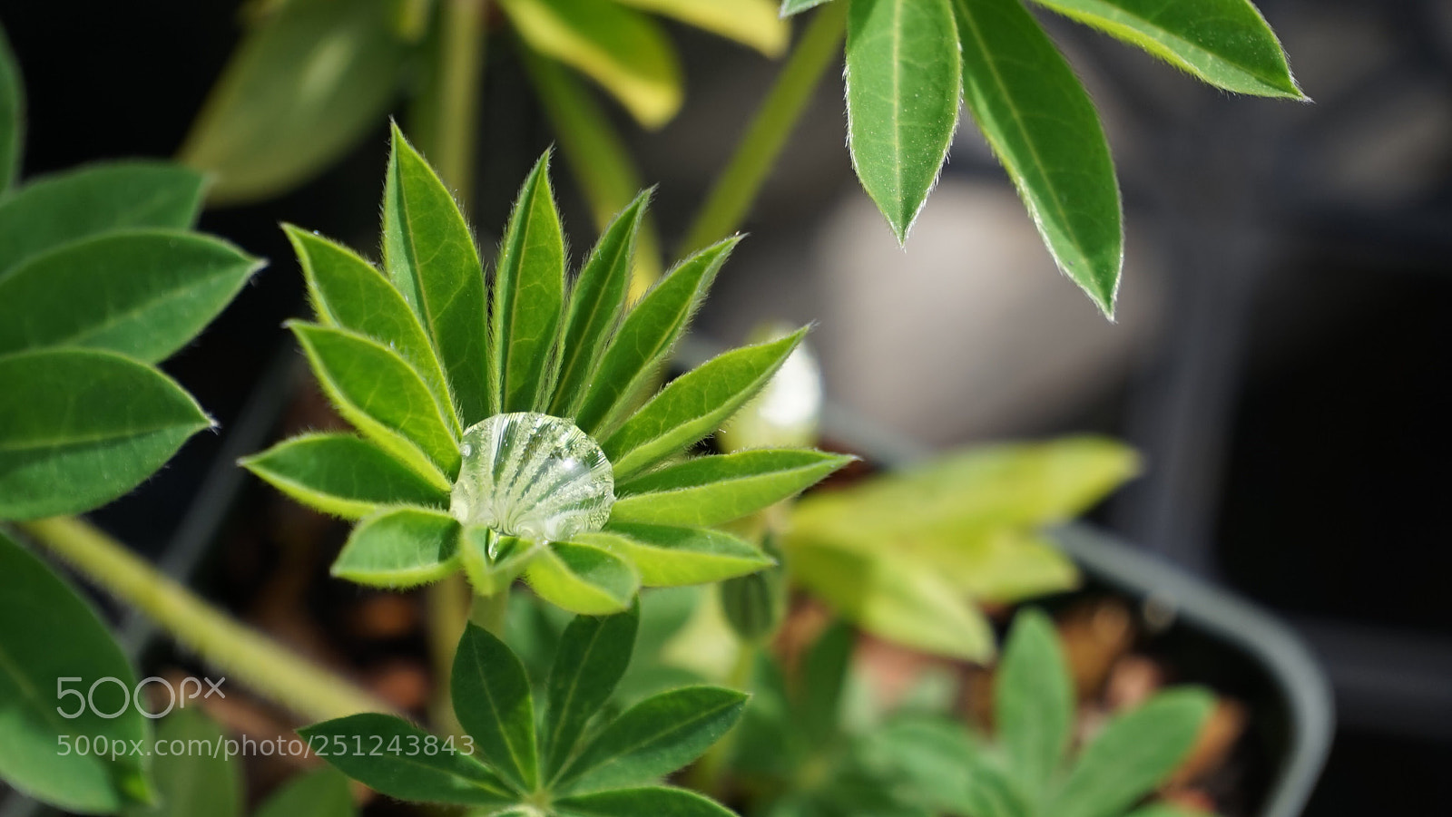 Sony a7 sample photo. Rain drop photography