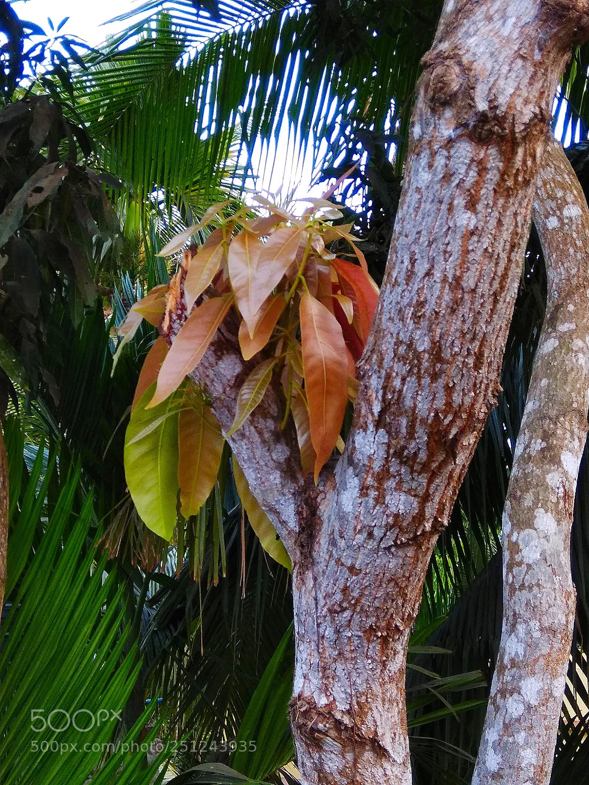 Xiaomi Redmi Note 4 sample photo. New leaf!! photography