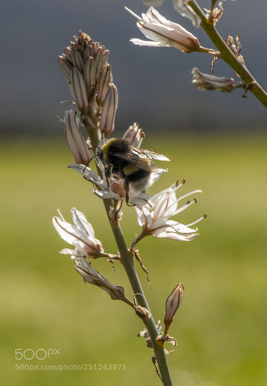 Canon EOS 77D (EOS 9000D / EOS 770D) sample photo. Bee and flower photography