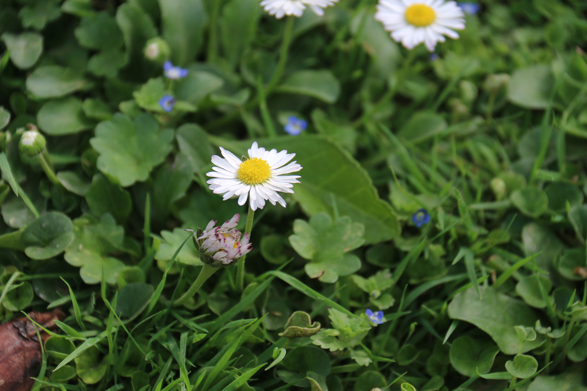 Canon EOS 650D (EOS Rebel T4i / EOS Kiss X6i) sample photo. Tell me about spring photography