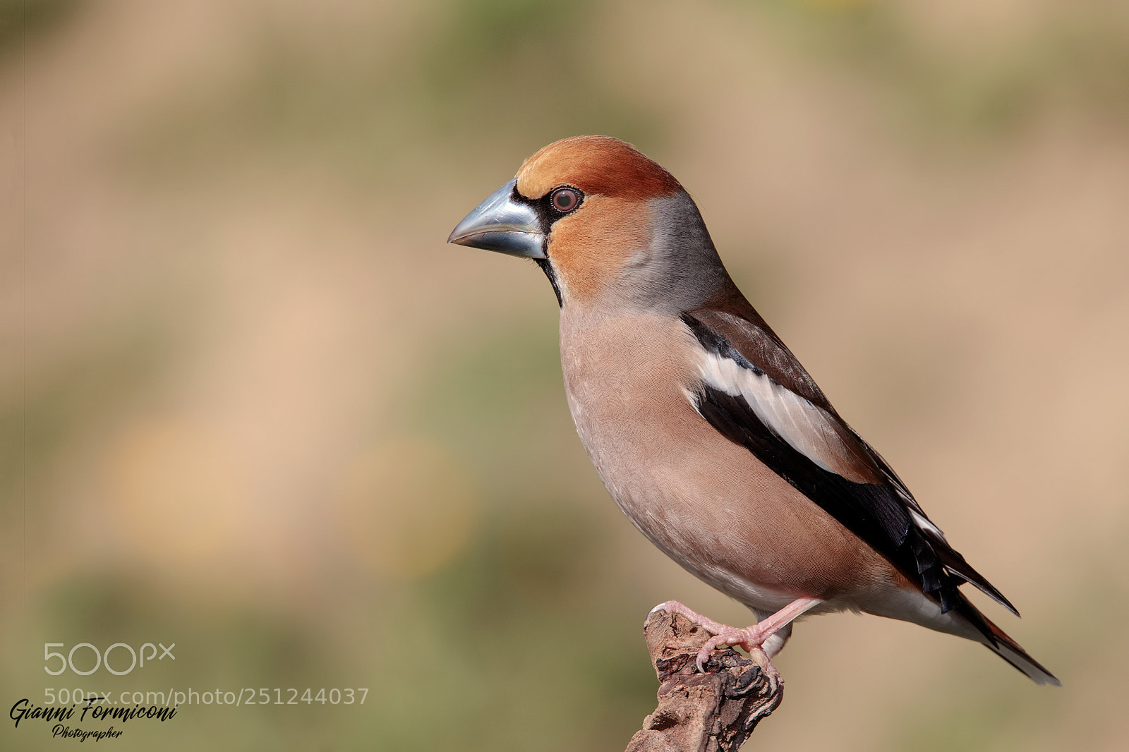 Canon EOS 5D Mark IV sample photo. Hawfinch male photography
