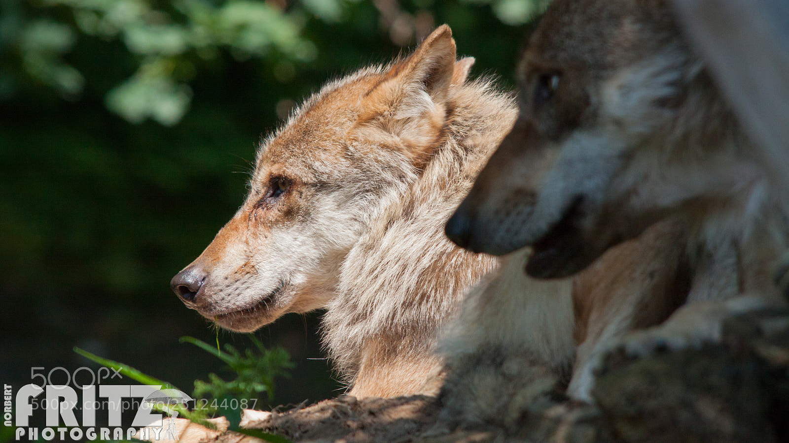 Canon EOS 50D sample photo. Wolf photography