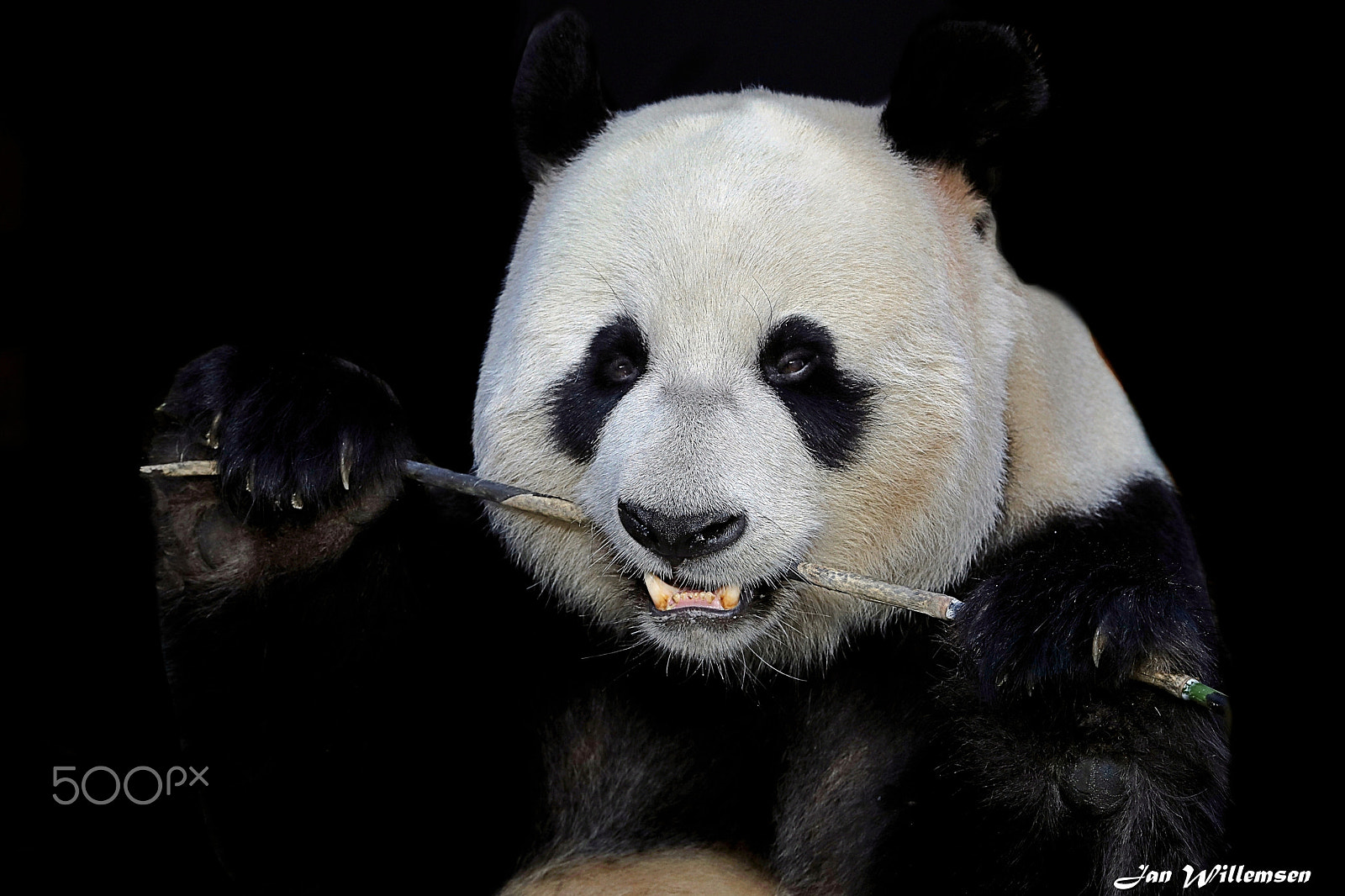 Canon EOS-1D X Mark II + Canon EF 300mm F2.8L IS II USM sample photo. Giant panda photography