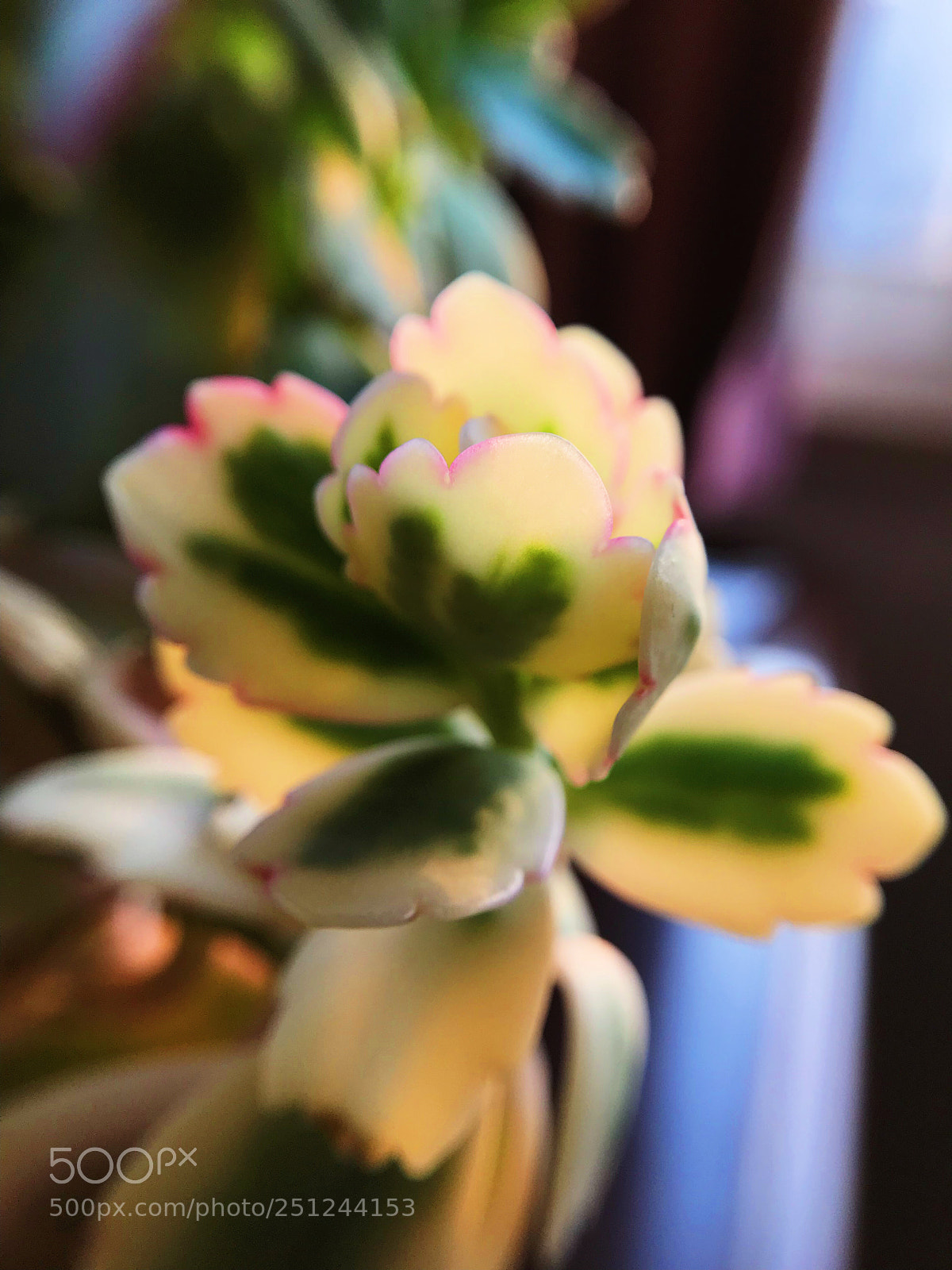 Apple iPhone 7 sample photo. Kalanchoe fedtschenkoi 'rosy dawn photography