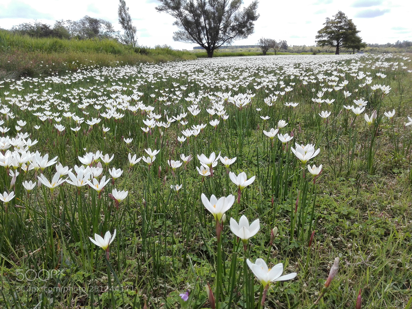 HUAWEI P8 Lite sample photo. Flowers field photography