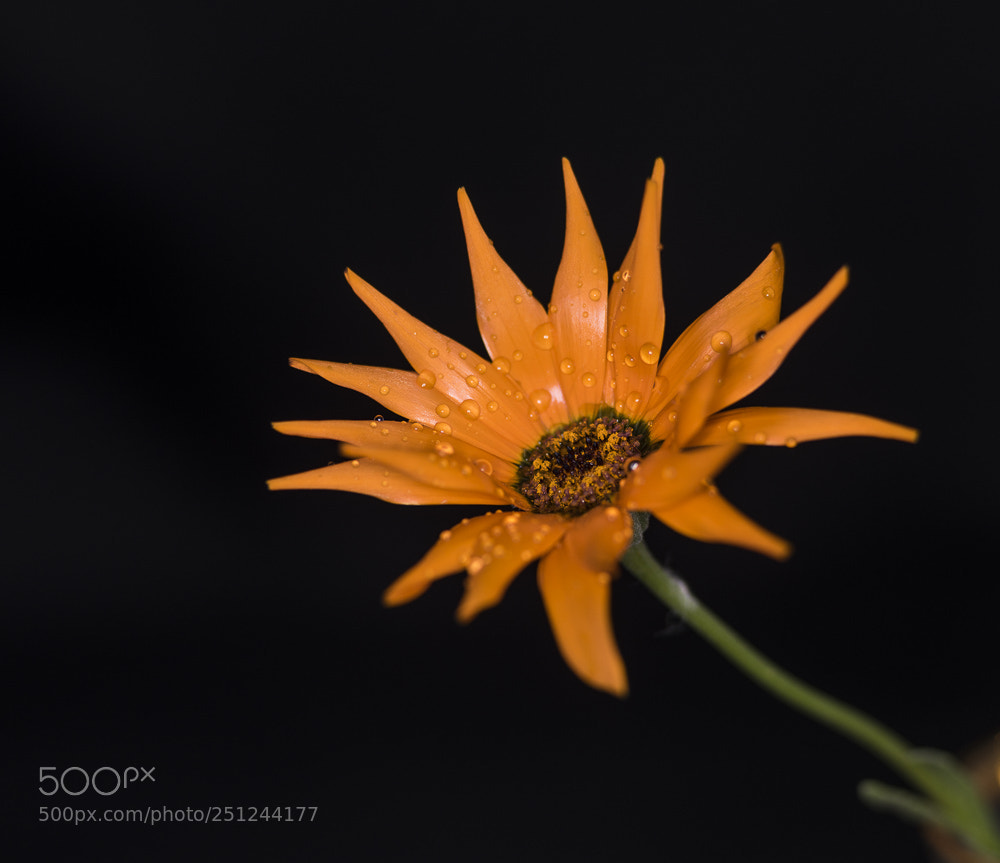 Nikon D850 sample photo. Flower photography