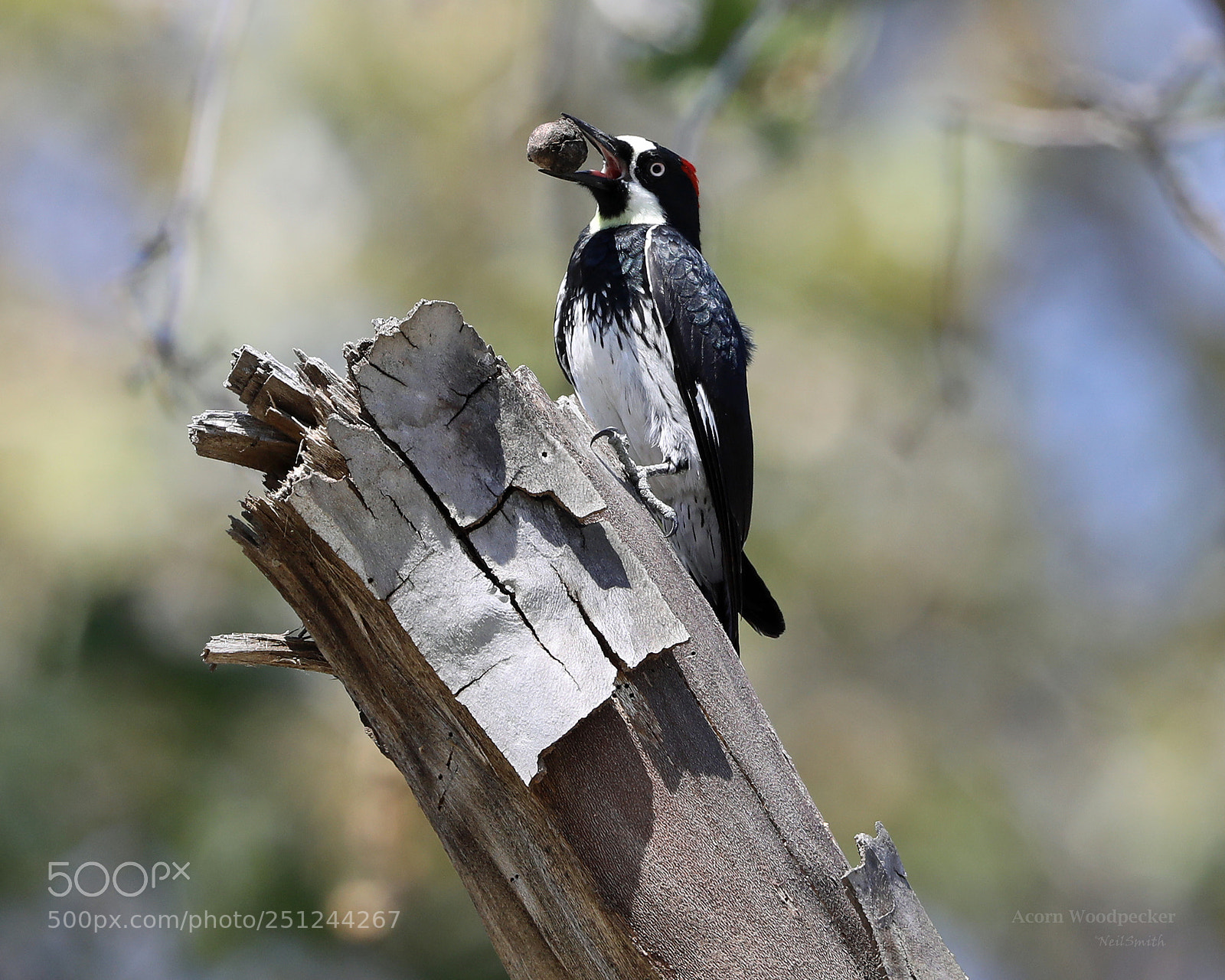 Canon EOS 5D Mark IV sample photo. Acorn woodpecker photography