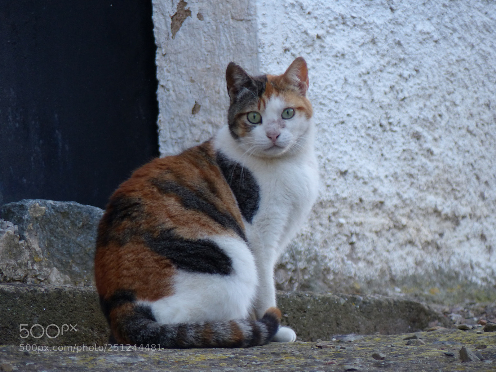 Panasonic Lumix DMC-FZ200 sample photo. Miau! photography