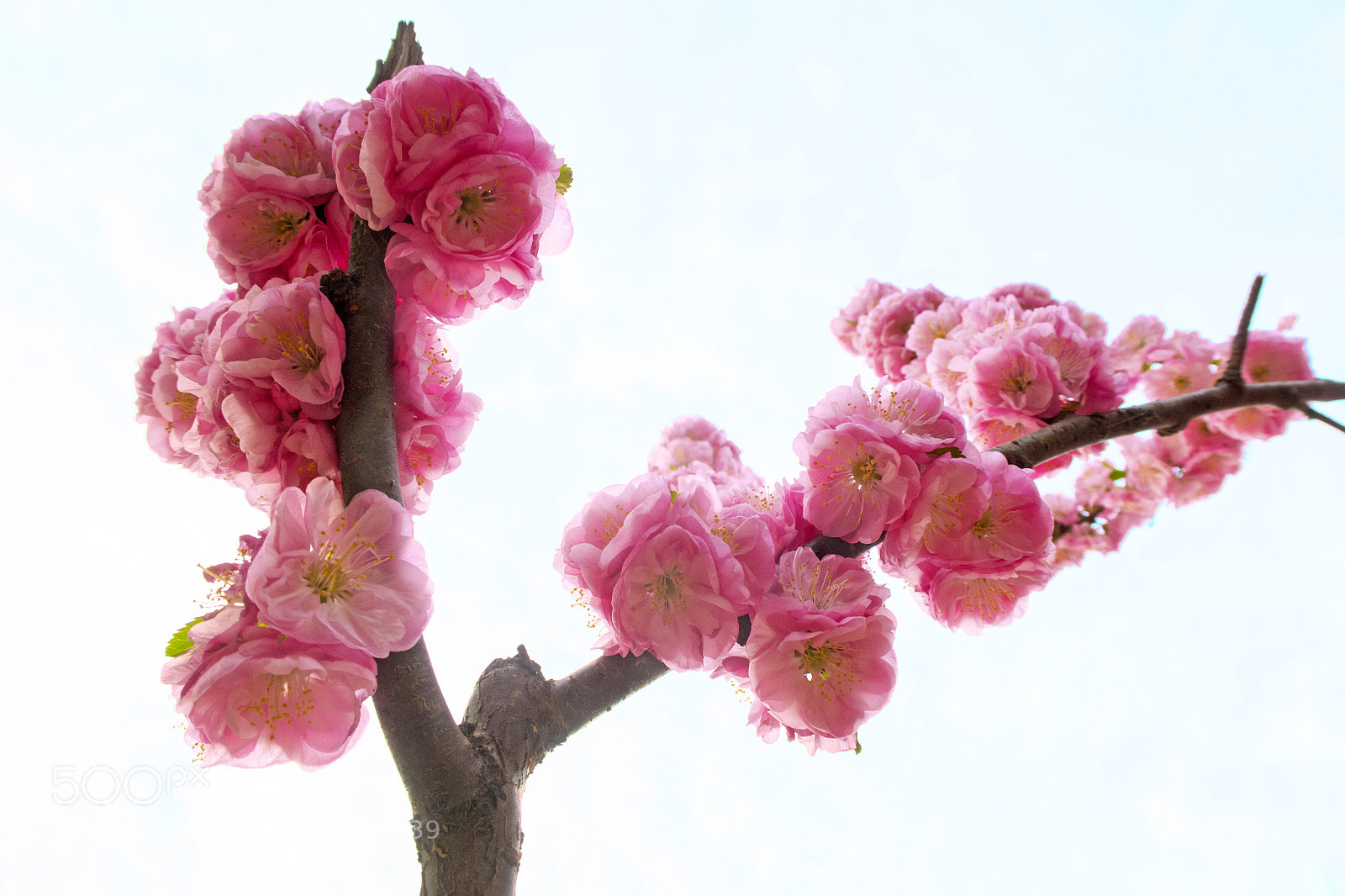 Canon PowerShot G7 X Mark II sample photo. Peach flower photography