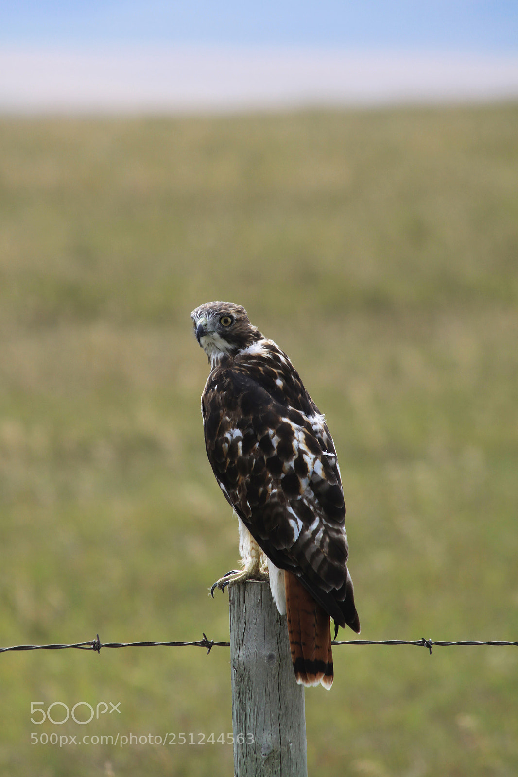 Canon EOS 50D sample photo. Chickenhawk photography