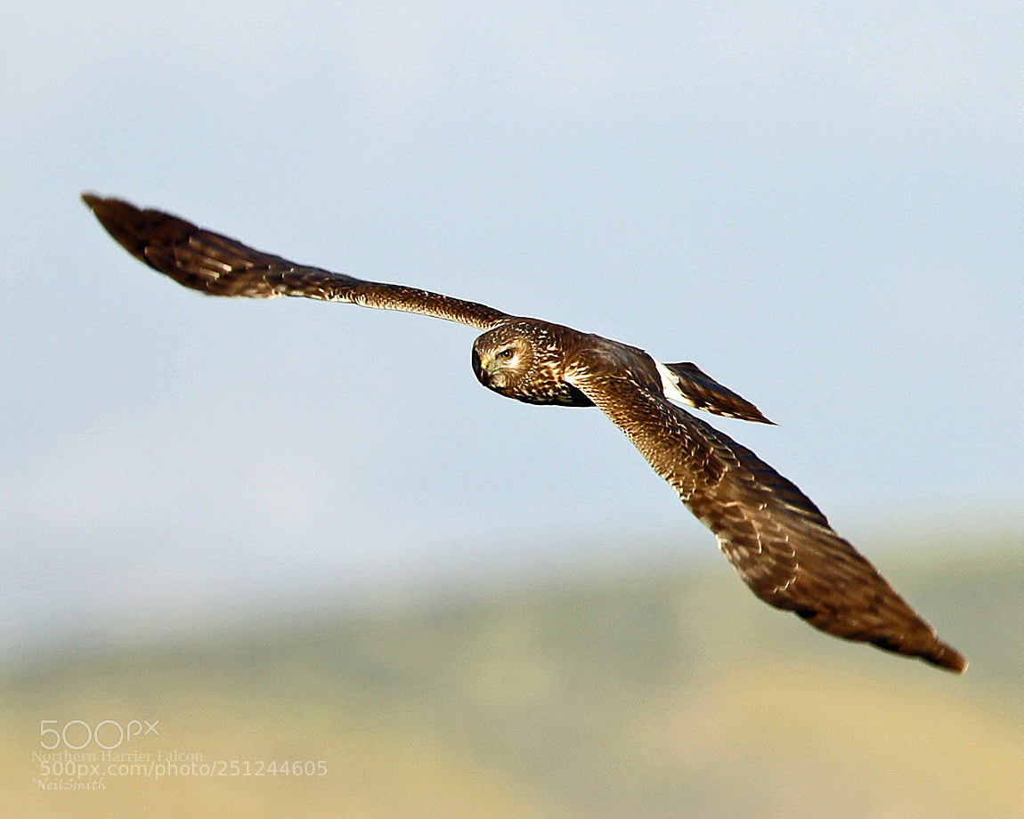 Canon EOS 5D Mark IV sample photo. Northern harrier falcon photography