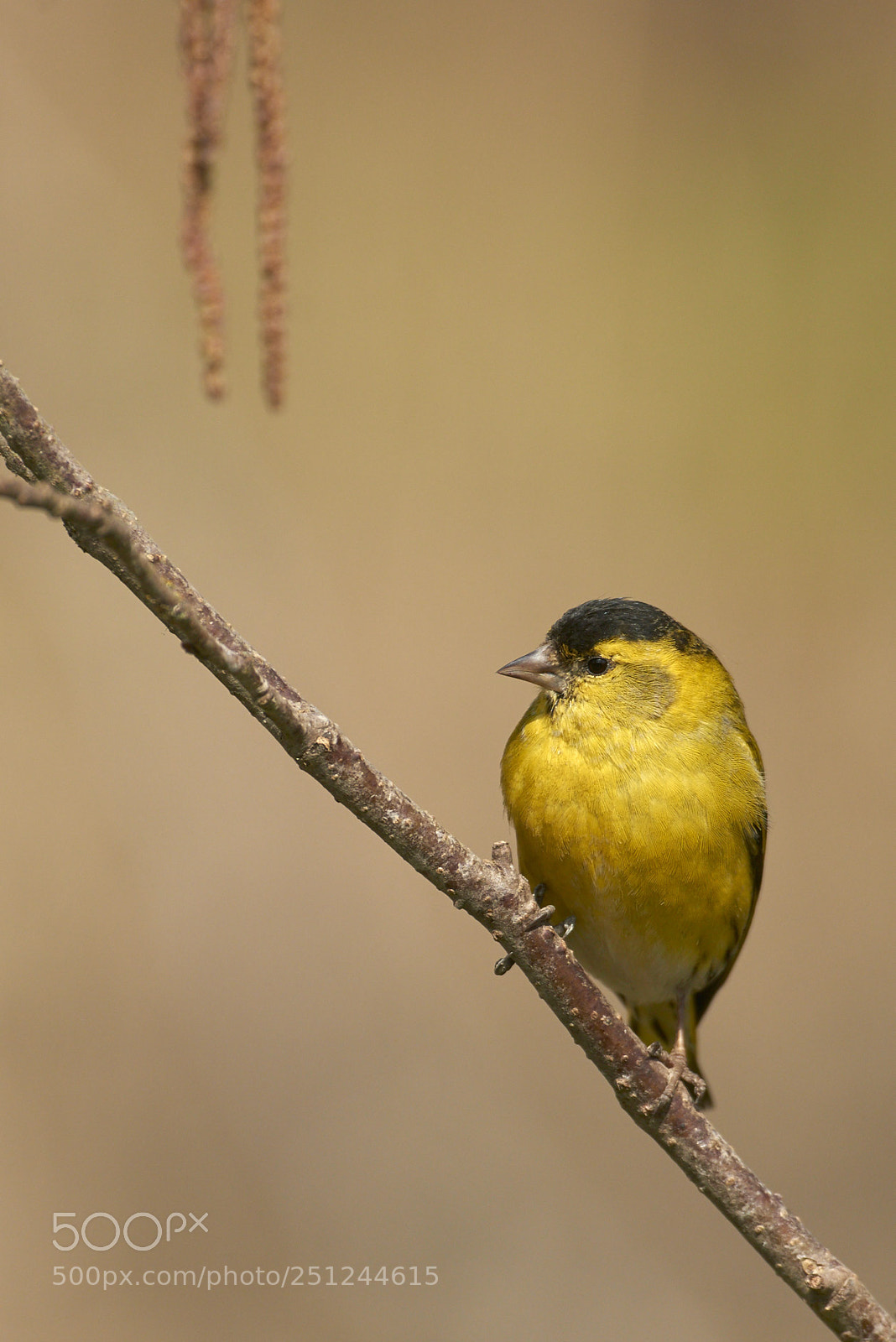 Nikon D800 sample photo. Siskin photography