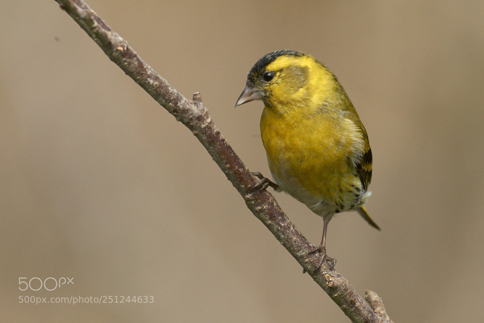 Nikon D800 sample photo. Siskin photography